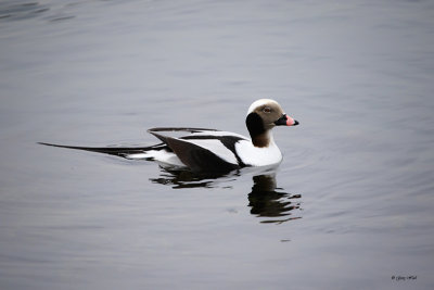 Long Tailed Duck_16-12-10_3396.jpg