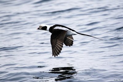 Long-tailed Duck in Flight.jpg