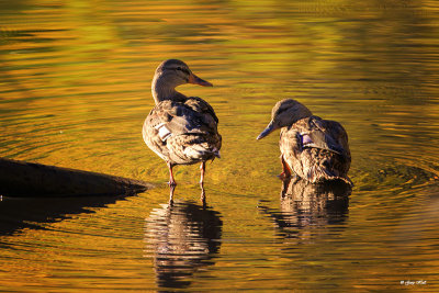 Mallard_16-10-19_2958.jpg
