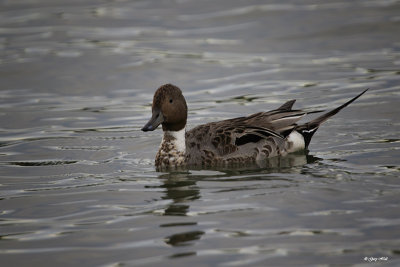 Northern Pintail_16-06-13_1697.jpg