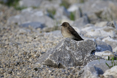 Northern Rough-winged Swallow_16-05-22_1463.jpg