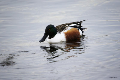 Northern Shoveler_16-12-10_3395.jpg