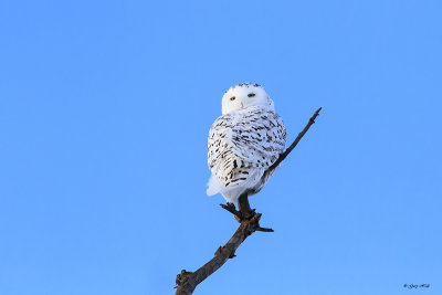 Snowy Owl_14-01-21_11622.jpg