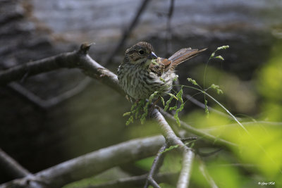 Song Sparrow_16-06-14_1713.jpg