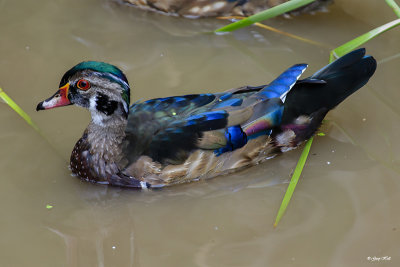 Wood Duck_16-09-14_2862.jpg