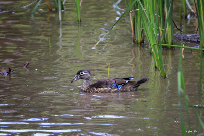 Wood Duck_16-09-14_2868.jpg