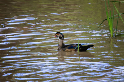 Wood Duck_16-09-14_2872.jpg