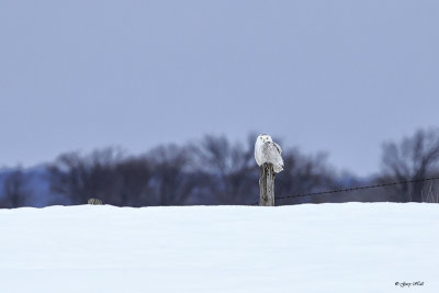 Snowy Owl on Fence Post.jpg