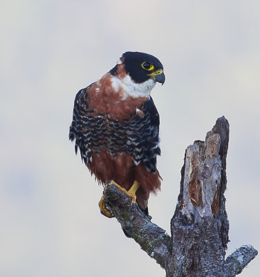 Orange-bellied Falcon