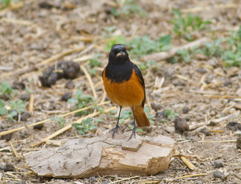 Black Redstart