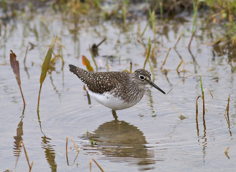 Solitary Sandpiper