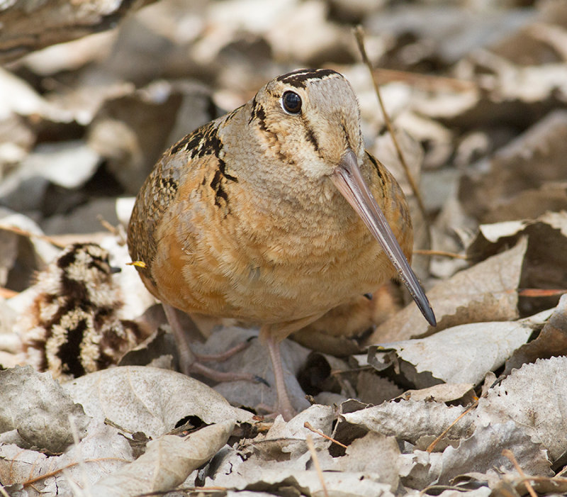 American Woodcock