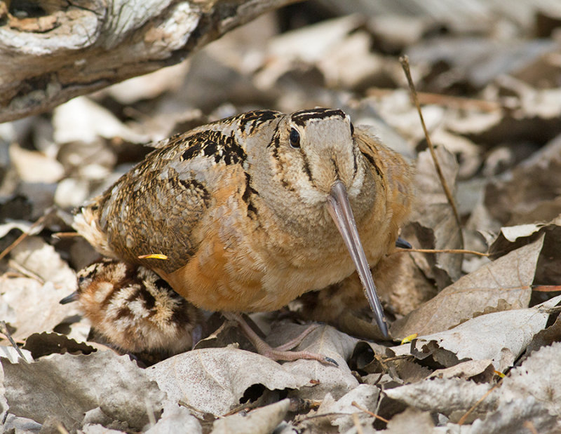 American Woodcock