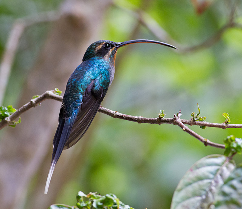 Green Hermit