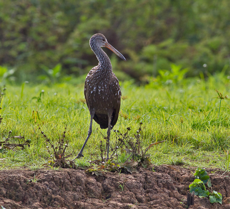 Limpkin