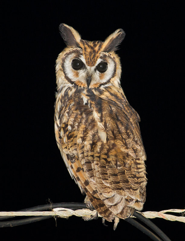 Striped Owl