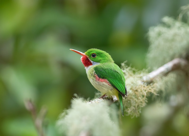 Jamaican-Tody-TITLE-Woodside-Blue-Mountains-25-March-2015_S9A6564.jpg