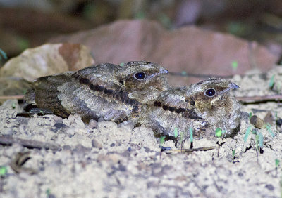 Large-tailed Nightjar