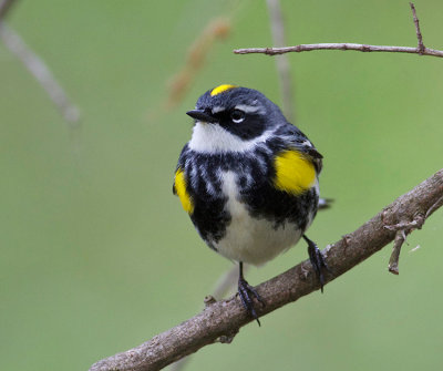 Yellow-rumped Warbler