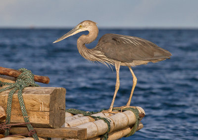 Great-billed Heron