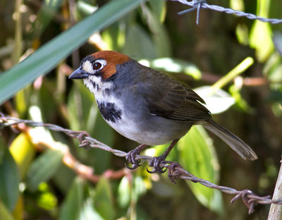 Cabanis's Ground-Sparrow