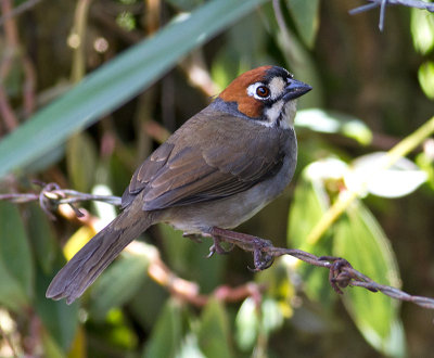Cabanis's Ground-Sparrow