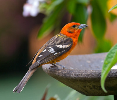 Flame-colored Tanager