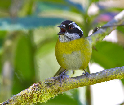 Sooty-capped Chlorospingus