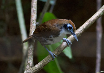 Bicolored Antbird