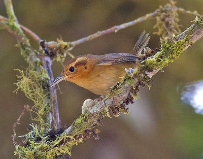 Ochraceous Wren