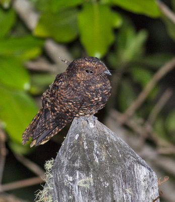 Dusky Nightjar