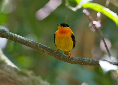 Orange-collared Manakin