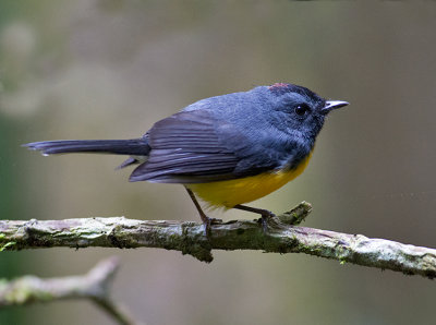 Slate-throated Redstart