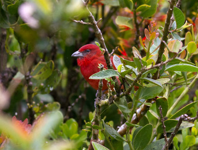 Hepatic Tanager