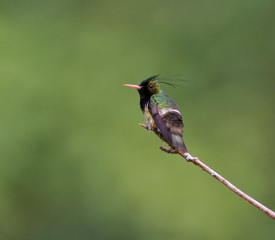 Black-crested Coquette