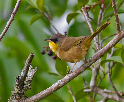 Gray-crowned Yellowthroat