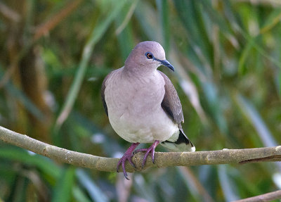 White-tipped Dove