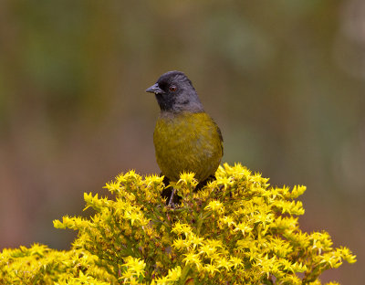 Large-footed Finch