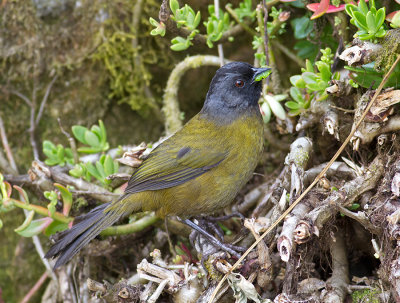 Large-footed Finch