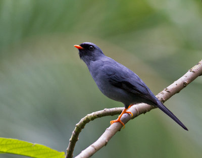 Black-faced Solitaire