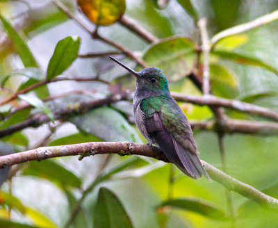 Charming Hummingbird