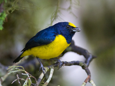 Spot-crowned Euphonia