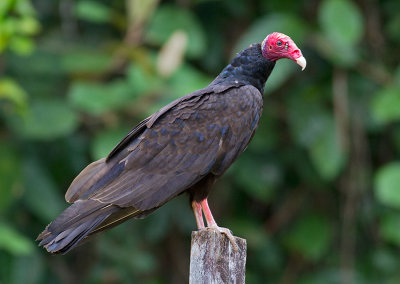 Turkey Vulture