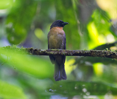 Black-cheeked Ant-Tanager