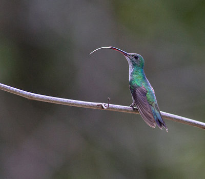 Mangrove Hummingbird