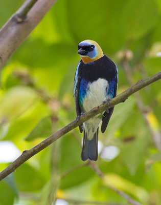 Golden-hooded Tanager