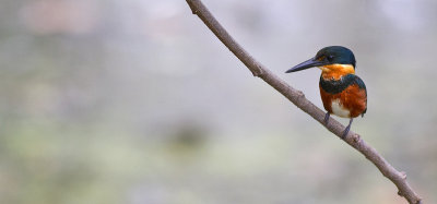American Pygmy-Kingfisher