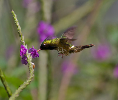 Black-crested Coquette