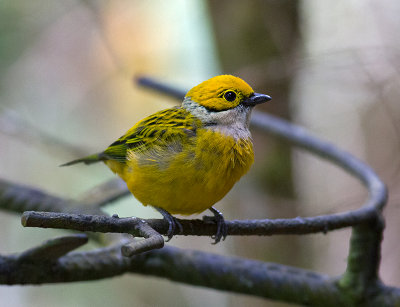 Silver-throated Tanager