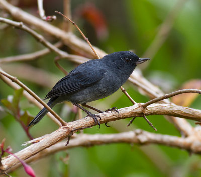 Slaty Flowerpiercer